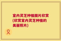 室内灵芝种植图片欣赏(欣赏室内灵芝种植的美丽照片)