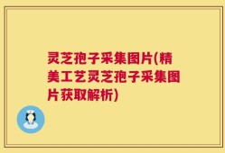 灵芝孢子采集图片(精美工艺灵芝孢子采集图片获取解析)
