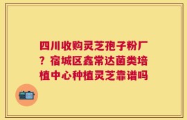 四川收购灵芝孢子粉厂？宿城区鑫常达菌类培植中心种植灵芝靠谱吗