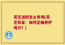灵芝活的怎么养鸡(灵芝农业：如何正确养护鸡只？)