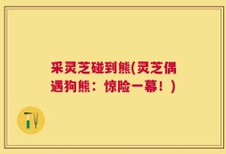 采灵芝碰到熊(灵芝偶遇狗熊：惊险一幕！)