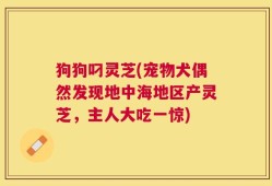狗狗叼灵芝(宠物犬偶然发现地中海地区产灵芝，主人大吃一惊)