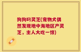 狗狗叼灵芝(宠物犬偶然发现地中海地区产灵芝，主人大吃一惊)