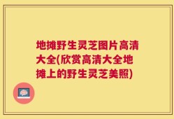 地摊野生灵芝图片高清大全(欣赏高清大全地摊上的野生灵芝美照)