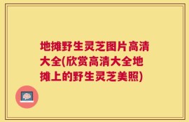 地摊野生灵芝图片高清大全(欣赏高清大全地摊上的野生灵芝美照)