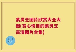 紫灵芝图片欣赏大全大图(赏心悦目的紫灵芝高清图片合集)