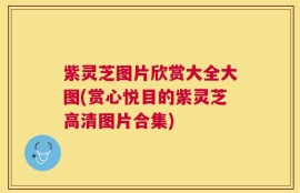 紫灵芝图片欣赏大全大图(赏心悦目的紫灵芝高清图片合集)