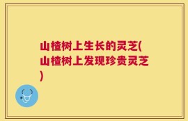 山楂树上生长的灵芝(山楂树上发现珍贵灵芝)