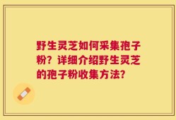 野生灵芝如何采集孢子粉？详细介绍野生灵芝的孢子粉收集方法？