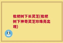 枇杷树下长灵芝(枇杷树下神奇灵芝珍珠亮出现)