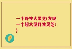 一个野生大灵芝(发现一个超大型野生灵芝！)