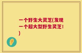 一个野生大灵芝(发现一个超大型野生灵芝！)