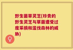 野生菌草灵芝(珍贵的野生灵芝与草菌遭受过度采摘和滥伐森林的威胁)