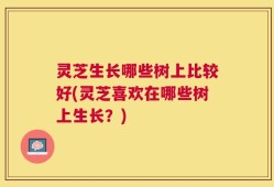 灵芝生长哪些树上比较好(灵芝喜欢在哪些树上生长？)