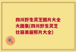 四川野生灵芝图片大全大图集(四川野生灵芝壮丽美丽照片大全)