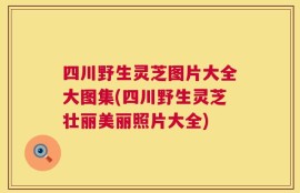 四川野生灵芝图片大全大图集(四川野生灵芝壮丽美丽照片大全)