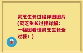 灵芝生长过程详图图片(灵芝生长过程详解：一幅图看懂灵芝生长全过程！)