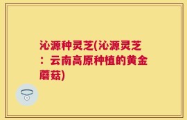 沁源种灵芝(沁源灵芝：云南高原种植的黄金蘑菇)