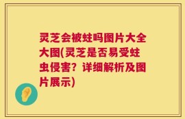 灵芝会被蛀吗图片大全大图(灵芝是否易受蛀虫侵害？详细解析及图片展示)