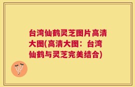 台湾仙鹤灵芝图片高清大图(高清大图：台湾仙鹤与灵芝完美结合)