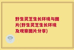野生灵芝生长环境与图片(野生灵芝生长环境及观察图片分享)