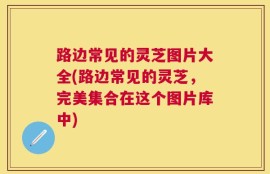 路边常见的灵芝图片大全(路边常见的灵芝，完美集合在这个图片库中)