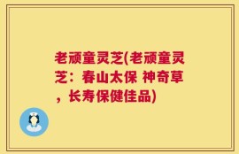 老顽童灵芝(老顽童灵芝：春山太保 神奇草，长寿保健佳品)