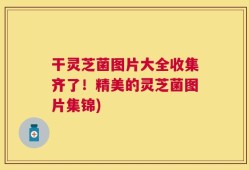 干灵芝菌图片大全收集齐了！精美的灵芝菌图片集锦)