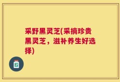 采野黑灵芝(采摘珍贵黑灵芝，滋补养生好选择)