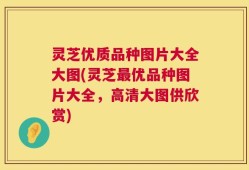 灵芝优质品种图片大全大图(灵芝最优品种图片大全，高清大图供欣赏)
