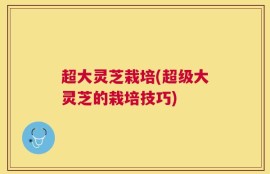 超大灵芝栽培(超级大灵芝的栽培技巧)