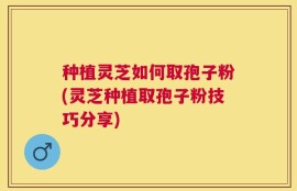 种植灵芝如何取孢子粉(灵芝种植取孢子粉技巧分享)