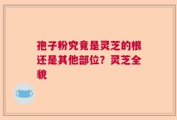 孢子粉究竟是灵芝的根还是其他部位？灵芝全貌