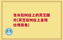生长在树庄上的灵芝图片(灵芝在树庄上呈现壮观景象)