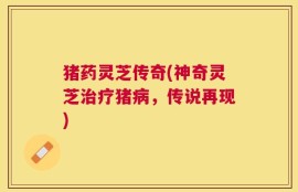 猪药灵芝传奇(神奇灵芝治疗猪病，传说再现)