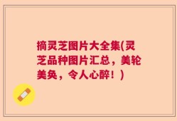 摘灵芝图片大全集(灵芝品种图片汇总，美轮美奂，令人心醉！)