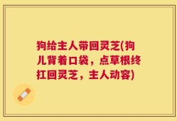 狗给主人带回灵芝(狗儿背着口袋，点草根终扛回灵芝，主人动容)