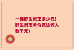 一棵野生灵芝多少元(野生灵芝单价高达惊人数千元)