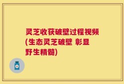 灵芝收获破壁过程视频(生态灵芝破壁 彰显野生精髓)