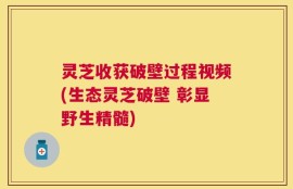 灵芝收获破壁过程视频(生态灵芝破壁 彰显野生精髓)