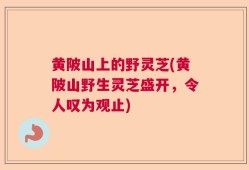 黄陂山上的野灵芝(黄陂山野生灵芝盛开，令人叹为观止)