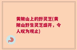 黄陂山上的野灵芝(黄陂山野生灵芝盛开，令人叹为观止)