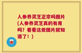 人参养灵芝正宗吗图片(人参养灵芝真的有用吗？看看这些图片就知道了！)