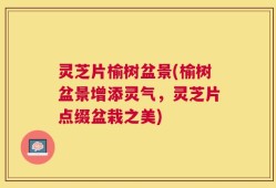 灵芝片榆树盆景(榆树盆景增添灵气，灵芝片点缀盆栽之美)