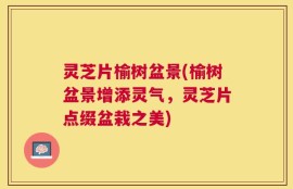 灵芝片榆树盆景(榆树盆景增添灵气，灵芝片点缀盆栽之美)