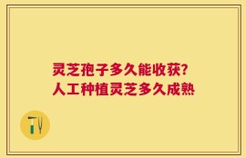 灵芝孢子多久能收获？人工种植灵芝多久成熟