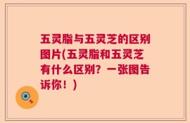 五灵脂与五灵芝的区别图片(五灵脂和五灵芝有什么区别？一张图告诉你！)