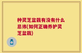 种灵芝盆栽有没有什么忌讳(如何正确养护灵芝盆栽)