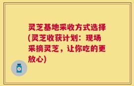灵芝基地采收方式选择(灵芝收获计划：现场采摘灵芝，让你吃的更放心)