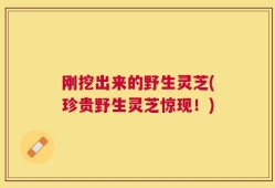 刚挖出来的野生灵芝(珍贵野生灵芝惊现！)